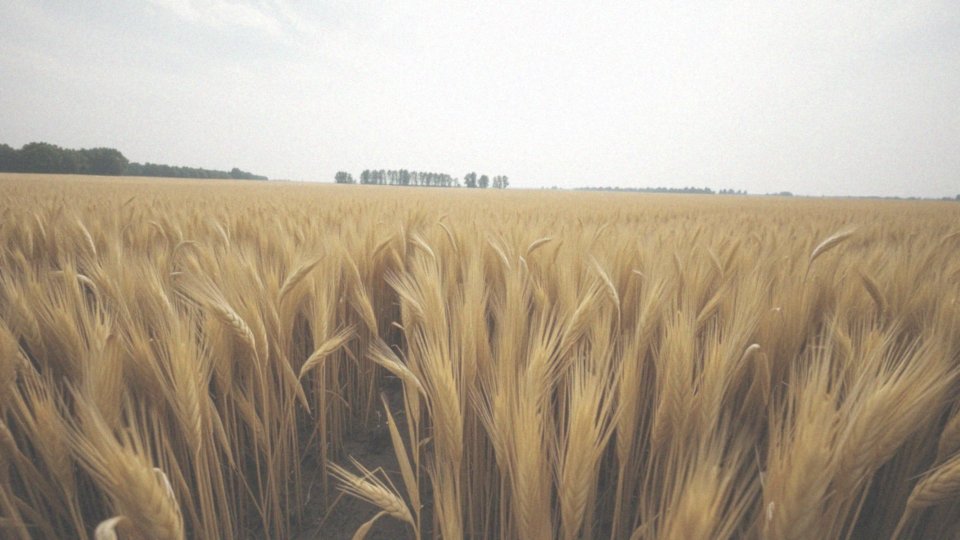 Co charakteryzuje odporność jęczmienia ozimego Jakubus C1 na wyleganie?