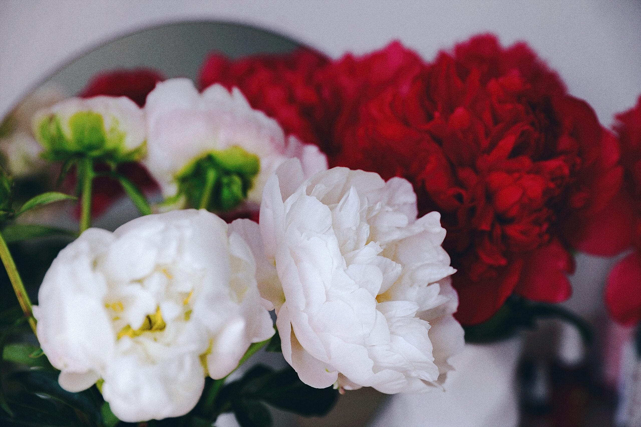 Najpiękniejsze odmiany piwonii – klasyka i nowoczesne perełki